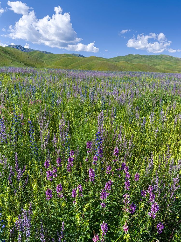Wildflower meadow near the mountain road from Kazarman to mountain pass Urum Basch Ashuusu in the  art print by Martin Zwick for $57.95 CAD